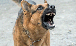 ജോലി വാഗ്ദാനം നിരസിച്ച ദമ്പതികളോട് ദേഷ്യം: മകളെ പട്ടിയെക്കൊണ്ട് കടിപ്പിച്ച് ഫാം ഉടമ
