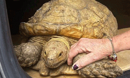 
നീണ്ട മൂന്നര വര്‍ഷത്തെ തിരച്ചിലിനൊടുവില്‍ കാണാതായ ആമയെ കണ്ടെത്തി: സംഭവം ഫ്‌ലോറിഡയില്‍ 