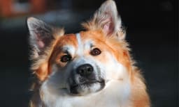 നായയെ ക്രൂരമായി ബലാത്സംഗം ചെയ്തു; അയല്‍വാസികള്‍ കണ്ടതോടെ കെട്ടിടത്തില്‍ നിന്ന് താഴെക്ക് എറിഞ്ഞു; പ്രതി അറസ്റ്റില്‍