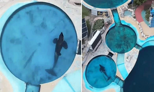 ലോകത്തിലെ ഏറ്റവും ഏകാകിയായ തിമിംഗലം: 20 വര്‍ഷമായി ഒറ്റപ്പെടലിന്റെ വേദനയില്‍ ക്ഷമെങ്ക്
