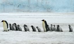 അന്റാര്‍ട്ടിക്കയില്‍ ആദ്യമായി പക്ഷിപ്പനി സ്ഥിരീകരിച്ചു: ബാധിച്ചത് ബ്രൗണ്‍ സ്‌കുവ പക്ഷികളെ 
