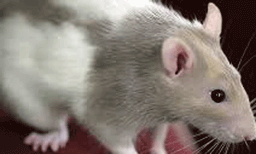 ബഹിരാകാശ നിലയത്തില്‍ എലിയുടെ ഭ്രൂണം വളര്‍ത്താനുള്ള പരീക്ഷണം വിജയം ; ബഹിരാകാശത്ത് മനുഷ്യകോളനിയെന്ന ലക്ഷ്യത്തിലേക്ക് ഒരു പടികൂടി അടുത്തു; പരീക്ഷണം ചൊവ്വയെ ലക്ഷ്യമിട്ട്