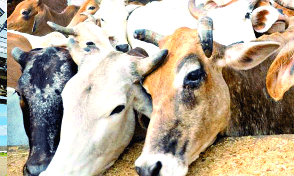 കന്നുകാലി വ്യാപാര മേഖലയില്‍ ഗുണ്ടാ പിരിവ് വീണ്ടും ; ഒഡീഷയില്‍നിന്ന് ഒരു ലോഡ് കന്നുകാലികളെ കൊണ്ടുവരുമ്പോള്‍ ഗുണ്ടാ സംഘങ്ങള്‍ക്കു നല്‍കേണ്ടിവരുന്നത് ഒന്നര ലക്ഷം രൂപ 