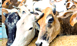 കന്നുകാലി വ്യാപാര മേഖലയില്‍ ഗുണ്ടാ പിരിവ് വീണ്ടും ; ഒഡീഷയില്‍നിന്ന് ഒരു ലോഡ് കന്നുകാലികളെ കൊണ്ടുവരുമ്പോള്‍ ഗുണ്ടാ സംഘങ്ങള്‍ക്കു നല്‍കേണ്ടിവരുന്നത് ഒന്നര ലക്ഷം രൂപ 