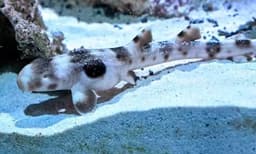 നാല് വര്‍ഷമായി ആണ്‍ സമ്പര്‍ക്കം ഇല്ലാതെ ജീവിതം: കുഞ്ഞിന് ജന്മം നല്‍കി സ്രാവ് 

