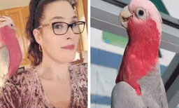 ചാർലി എന്ന വളർത്തു പക്ഷിയും   ഉടമ ജെസ് അഡ്‌ലാർഡയും മാസങ്ങള്‍ക്ക് ശേഷം വീണ്ടും ഒന്നിച്ചു