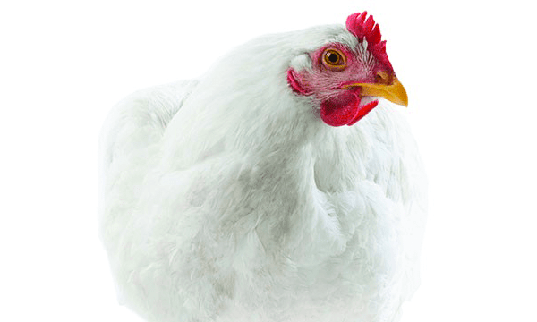 ഇറച്ചിക്കോഴിക്കു കുത്തനെ വില ഇടിഞ്ഞു, വില്‍പ്പന നടത്തുന്നത് 89-90 രൂപയ്ക്ക് ; 105 രൂപ വരെ ഒരു കിലോയ്ക്ക് നിര്‍മ്മാണചെലവുള്ളപ്പോള്‍ ഇറച്ചിക്കോഴി കര്‍ഷകന് കിട്ടുന്നത് 58 രൂപ