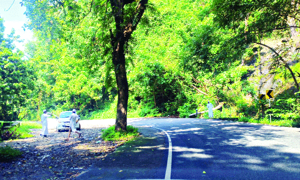 ആയിരക്കണക്കിന് വാഹനങ്ങള്‍ കടന്നുപോകുന്ന ദേശീയപാത ; വഴിയില്‍ വന്‍ തടസ്സമായി നടുമദ്ധ്യത്തില്‍ തന്നെ അപകടക്കെണി ; നേര്യമംഗലം വനമേഖലയില്‍ അപകടങ്ങള്‍ ഉണ്ടാക്കുന്നത് മരങ്ങള്‍