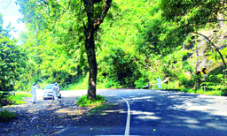 ആയിരക്കണക്കിന് വാഹനങ്ങള്‍ കടന്നുപോകുന്ന ദേശീയപാത ; വഴിയില്‍ വന്‍ തടസ്സമായി നടുമദ്ധ്യത്തില്‍ തന്നെ അപകടക്കെണി ; നേര്യമംഗലം വനമേഖലയില്‍ അപകടങ്ങള്‍ ഉണ്ടാക്കുന്നത് മരങ്ങള്‍