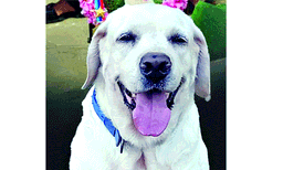 പോലീസ് നായയുടെ മരണം ക്രൈം ബ്രാഞ്ച് അന്വേഷിച്ചേക്കും ; കല്യാണിക്ക് മനഃപൂര്‍വം വിഷം നല്‍കിയതോ ?