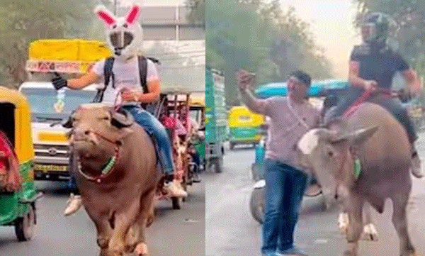 പെട്രോള്‍ വില വര്‍ദ്ധനയെ തുടര്‍ന്ന് പോത്തിന്റെ പുറത്ത് കയറി പ്രതിഷേധിക്കുന്ന യുവാവ്: വീഡിയോ വൈറല്‍ 