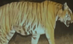 വയനാട് വാകേരിയില്‍  ഭീഷണിയായ നരഭോജി കടുവ കൂട്ടിലായി