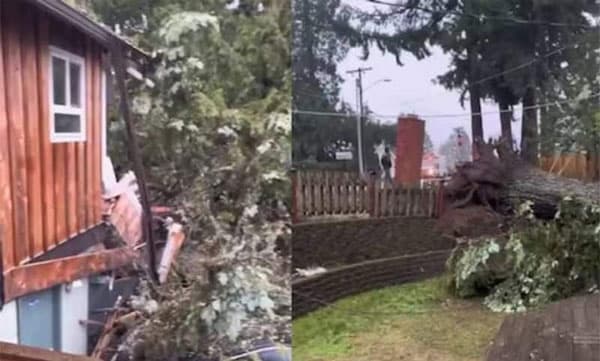 മരം കടപുഴകി വീണു: തകര്‍ന്നടിഞ്ഞ് കൂറ്റന്‍ വീട്, നടുക്കുന്ന ദൃശ്യങ്ങള്‍ പുറത്ത് 
