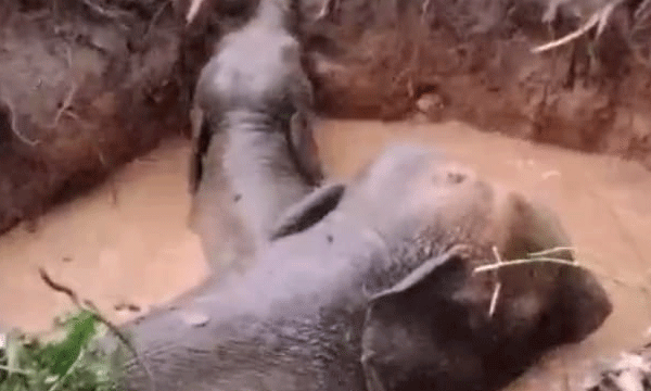 എളംബ്ലാശേരി അഞ്ചുകുടിയില്‍ സ്വകാര്യ വ്യക്തിയുടെ കിണറ്റില്‍ ആനയും കുട്ടിയാനയും വീണു ; വനം വകുപ്പ് ജീവനക്കാര്‍ മണ്ണുമാന്തി യന്ത്രത്തിന്റെ സഹായത്തോടെ  ഇരുവരെയും രക്ഷിച്ച് കാട്ടില്‍ കയറ്റി വിട്ടു