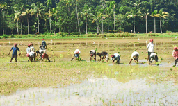 പാടത്ത് പണിയെടുക്കാന്‍ 850 പോര...1000 രൂപയും വേണം ; തൊഴിലാളിക്ഷാമം മുതലെടുത്ത് കൂലി കൂട്ടിചോദിച്ച് ബംഗാളികളും ; പറയുന്ന തുകയ്ക്ക് വിളിക്കാന്‍ നിര്‍ബ്ബന്ധിതരായി നെല്‍ക്കര്‍ഷകര്‍