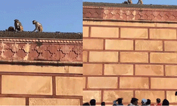 ഐഫോണ്‍ അടിച്ചുമാറ്റി കുരങ്ങന്‍; തിരികെ ലഭിക്കാന്‍ ഡീലുണ്ടാക്കി ഉടമ ; വീഡിയോ വൈറല്‍