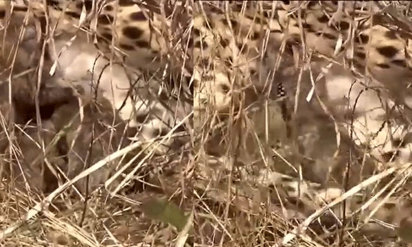 കുനോ നാഷണല്‍ പാര്‍ക്കിലെ ആഷ യ്ക്ക് പിന്നാലെ ജ്വാലയും പ്രസവിച്ചു, മൂന്ന് കുഞ്ഞുങ്ങള്‍ ; നമീബിയയില്‍ നിന്നും കൊണ്ടുവന്ന പുള്ളിപുലി പ്രസവിക്കുന്നത് രണ്ടാം തവണ