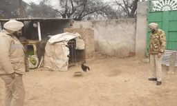 

കോഴിക്ക് പോലീസ് പ്രൊട്ടക്ഷന്‍ : സംരക്ഷണവും ഭക്ഷണവും ഒപ്പം കൂട്ടിനൊരാളെയും നല്‍കി പോലീസ് 



