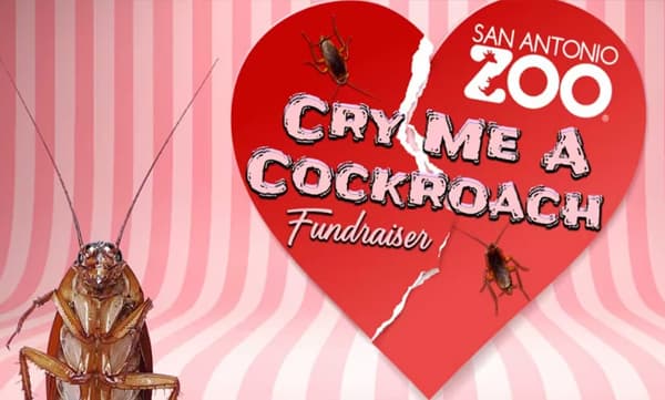 
വാലന്റെന്‍സ് ഡേയില്‍ ഇഷ്ടമില്ലാത്ത ആളുടെ പേര് പാറ്റയ്ക്ക് നല്‍കാം: അവസരമൊരുക്കി മൃഗശാല 

