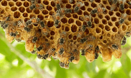  പോത്തൻകോട് തേനീച്ചയുടെ കുത്തേറ്റ് 6 പേർക്ക് പരിക്ക്
