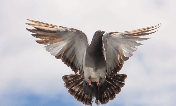 ചാരവൃത്തി ആരോപിച്ച് കസ്റ്റഡിയിലെടുത്ത പ്രാവിന് ഏട്ട് മാസത്തിന് ശേഷം മോചനം