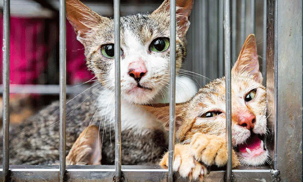 പൂച്ചയുടെ ദുര്‍ഗന്ധം വമിക്കുന്ന മാംസം പച്ചയ്ക്ക് തിന്നു ; നാലുദിവസമായി കഴിച്ചിട്ട്് വിശന്നിട്ടെന്ന് യുവാവ് ; ഉച്ചഭക്ഷണം വാങ്ങിക്കൊടുത്ത് കുതിരവട്ടം മാനസീക കേന്ദ്രത്തിലേക്ക് മാറ്റി