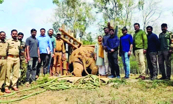 രണ്ടുവട്ടം മയക്കുവെടി, കുടിക്കാന്‍ മതിയായ വെള്ളം കിട്ടാതെ തണ്ണീര്‍ക്കൊമ്പന്‍ ചരിഞ്ഞു ; കാട്ടാനയുടെ മുന്നില്‍നിന്ന് ഫോട്ടോ എടുത്തത് കേരള വനം വകുപ്പിലെ 14 ജോലിക്കാര്‍