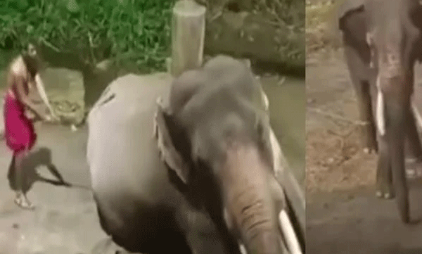 ഗുരുവായൂരില്‍ ആനകളെ പാപ്പാന്മാര്‍ ക്രൂരമായി മര്‍ദ്ദിക്കുന്ന ദൃശ്യങ്ങള്‍ പുറത്തുവന്നതിന് പിന്നാലെ നടപടി