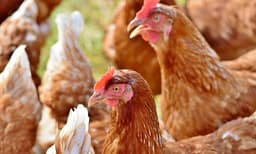 
133 ടണ്‍ കോഴിയിറച്ചി അടിച്ചെടുത്ത് 30 കള്ളന്മാര്‍: ഞെട്ടി നാട് 
