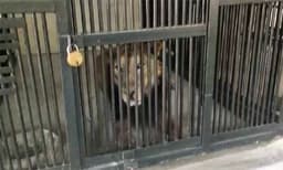 സിംഹത്തിനൊപ്പം സെല്‍ഫിയെടുക്കാന്‍ തിരുപ്പതിയിലെ മൃഗശാലയില്‍ ചാടിയ ആളെ സിംഹം കടിച്ചുകൊന്നു