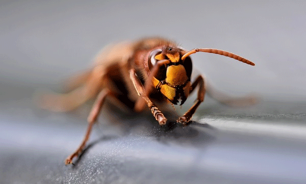 വിവാഹച്ചടങ്ങിനെത്തിയ അതിഥികളെ തേനീച്ച ആക്രമിച്ചു; 12 പേര്‍ക്ക് പരിക്ക് ; സംഭവം മധ്യപ്രദേശില്‍