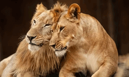 അക്ബർ-സീത സിംഹ വിവാദം; സീതയുടെ പേര് മാറ്റുമോ? വിചിത്ര ഹർജി ഇന്ന് പരിഗണിക്കും

