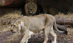 ഇത് മതേതരത്വമുള്ള നാട്, അനാവശ്യ പ്രശ്‌നമുണ്ടാക്കരുതെന്ന് കോടതി; ബംഗാള്‍ മൃഗശാലയിലെ സിംഹങ്ങളുടെ പേര് മാറ്റും