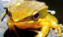 ദേഹത്ത് മുളച്ച കൂണുമായി തവളയെ പശ്ചിമ ഘട്ടത്തില്‍ കണ്ടെത്തി 
