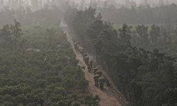 പരിക്കേറ്റ മൃഗങ്ങള്‍ക്ക് ചികിത്സയും പുനരധിവാസവും;  സമഗ്ര മൃഗസംരക്ഷണവുമായി റിലയൻസ് ‘വൻതാര’