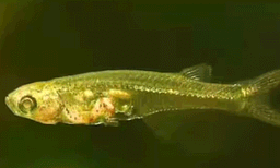 പൊടിമീനേക്കാൾ ചെറുതെങ്കിലും   ശബ്ദം ഭയാനകം;  കണ്ടെത്തലുമായി ശാസ്ത്രഞ്ജര്‍