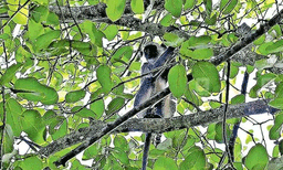 തിരുവനന്തപുരം മൃ​ഗശാലയിൽ നിന്ന് ചാടിപ്പോയ ഹനുമാൻ കുരങ്ങ് പ്രസവിച്ചു
