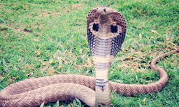  മൂര്‍ഖനെ തോളിലിട്ട് യുവാവിന്റെ സാഹസികത; പിന്നാലെ കടിയേറ്റു
