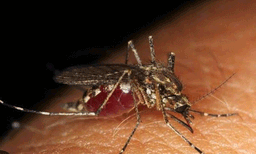 എറണാകുളം, പാലക്കാട്, തിരുവനന്തപുരം, കൊല്ലം ജില്ലകളില്‍ ഡെങ്കി കേസുകള്‍ വര്‍ധിക്കുന്നു;  ഹോട്ട്‌സ്‌പോര്‍ട്ടുകള്‍ പ്രസിദ്ധീകരിക്കും
