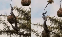 വിട്ടുപോടാ...: മുട്ട എടുക്കാന്‍ കൂട്ടില്‍ കയറിയ പാമ്പിനെ കൊത്തിയോടിച്ച് കിളികള്‍, വൈറലായി വീഡിയോ  
