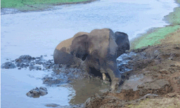 മലമ്പുഴ ഡാമിന്റെ വൃഷ്ടിപ്രദേശത്ത് വെള്ളം കുടിക്കാനിറങ്ങി ചതുപ്പിലകപ്പെട്ടു ; കാട്ടാനക്കൂട്ടത്തിനൊപ്പം എത്തിയ ആനക്കുട്ടിയെ ഒരു മണിക്കൂര്‍ നീണ്ട പരിശ്രമത്തിനൊടുവില്‍ രക്ഷപ്പെടുത്തി
