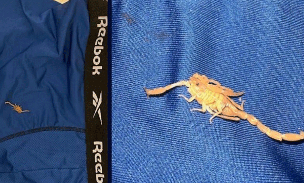 അടിച്ചുപൊളിക്കാന്‍ റിസോര്‍ട്ടിലെത്തി, ഉറക്കമുണര്‍ന്നപ്പോള്‍ സ്വകാര്യ ഭാഗത്ത് തേള്‍ കുത്തി: കേസ് കൊടുത്ത് യുവാവ് 

