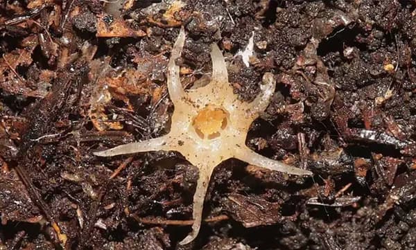 കാഴ്ചയില്‍ കടല്‍ജീവിയായ കണവയെ പോലെ: ജപ്പാനില്‍ വിചിത്ര സസ്യത്തെ കണ്ടെത്തി ശാസ്ത്രജ്ഞര്‍ 
