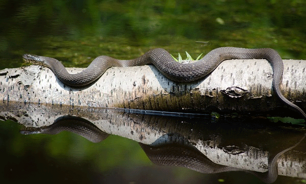 രാജ്യത്ത് പാമ്പുകടിയേറ്റവരെ രക്ഷിക്കാന്‍ കര്‍മ്മപദ്ധതിയുമായി കേന്ദ്രം; ഹെല്‍പ് ലൈന്‍ തുറന്നു
