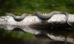 രാജ്യത്ത് പാമ്പുകടിയേറ്റവരെ രക്ഷിക്കാന്‍ കര്‍മ്മപദ്ധതിയുമായി കേന്ദ്രം; ഹെല്‍പ് ലൈന്‍ തുറന്നു
