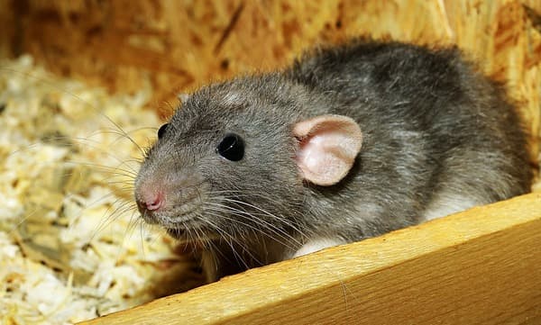 തൊണ്ടിമുതല്‍ അടക്കം തിന്നുന്നു: സ്‌റ്റേഷനിലെ എലി ശല്യത്തിനെതിരെ പരാതിയുമായി പോലീസ് 
