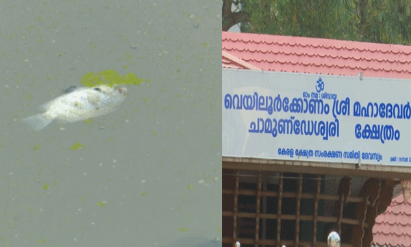 ക്ഷേത്രക്കുളത്തിലെ മത്സ്യങ്ങൾ ചത്തുപൊങ്ങുന്നതായി പരാതി
