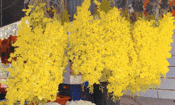 വിഷുക്കണി ഒരുക്കാന്‍ കൊന്നപ്പൂവില്ലേ? ഈ പൂവ് വാടുകയുമില്ല ചീയുകയുമില്ല ; വിഷു ലക്ഷ്യമിട്ട് തുണിയില്‍ തീര്‍ത്ത കൊന്നപ്പൂക്കള്‍ പൂക്കടകളിലും ഫാന്‍സി സ്‌റ്റോറുകളിലും മനോഹരകാഴ്ചയാകുന്നു