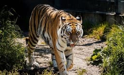 മനുഷ്യന്‍ മാത്രമല്ല മൃഗങ്ങളും പിന്തുടരുന്നുണ്ട് ഈ പാത: ആഴ്ചയില്‍ ഒരു ദിവസം ഉപവാസമെടുക്കും ഈ കടുവകള്‍, കാരണം ഇതാണ് 
