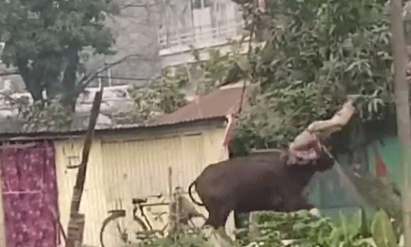 കാട്ടുപോത്തിനെ പ്രകോപിപ്പിക്കാന്‍ ശ്രമം, പിന്നാലെ യുവാവിനെ കുത്തിവീഴ്ത്തി; രക്ഷപ്പെട്ടത് തലനാരിഴയ്ക്ക്
